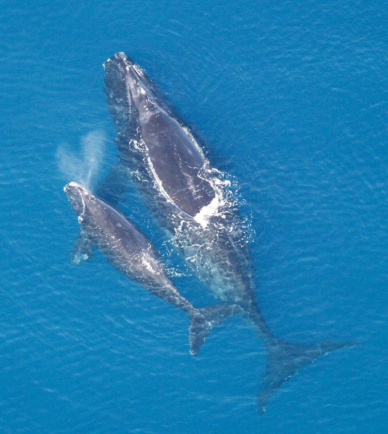 Atlantic Northern Right Whale (Eubalaena glacialis) - Wiki; DISPLAY FULL IMAGE.