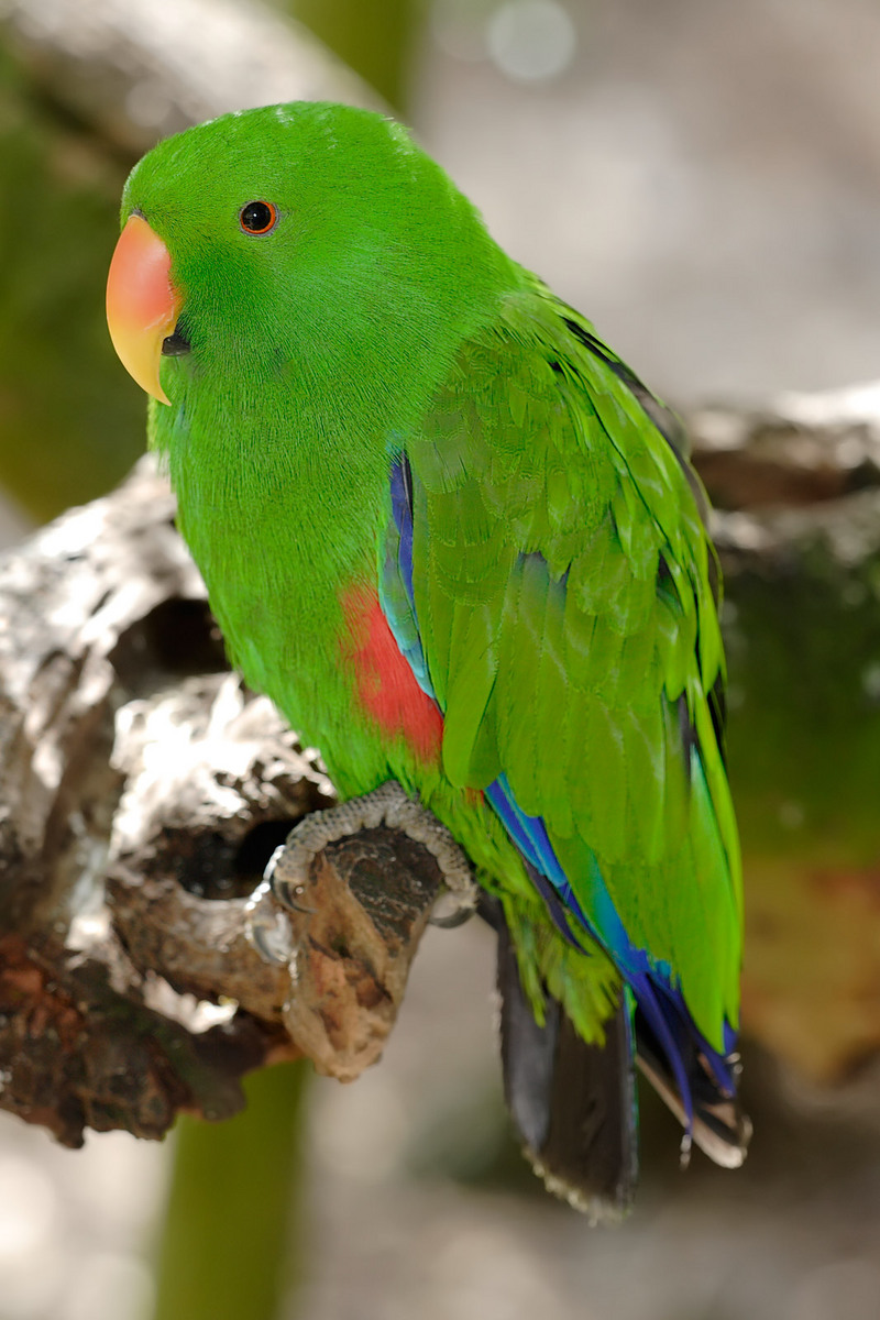 Eclectus Parrot (Eclectus roratus) - Wiki; DISPLAY FULL IMAGE.