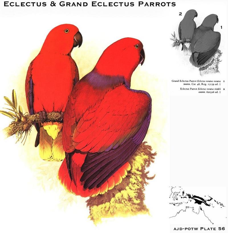 Eclectus Parrots (Eclectus roratus); DISPLAY FULL IMAGE.
