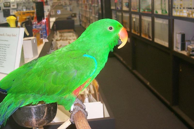 Red-sided Eclectus Parrot (Eclectus roratus polychloros); DISPLAY FULL IMAGE.
