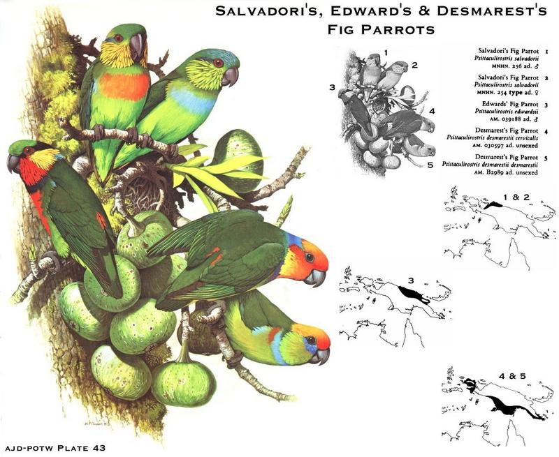 Fig Parrots (Psittaculirostris sp.); DISPLAY FULL IMAGE.