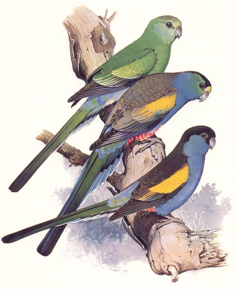 Golden-shouldered Parrot (Psephotus chrysopterygius); DISPLAY FULL IMAGE.