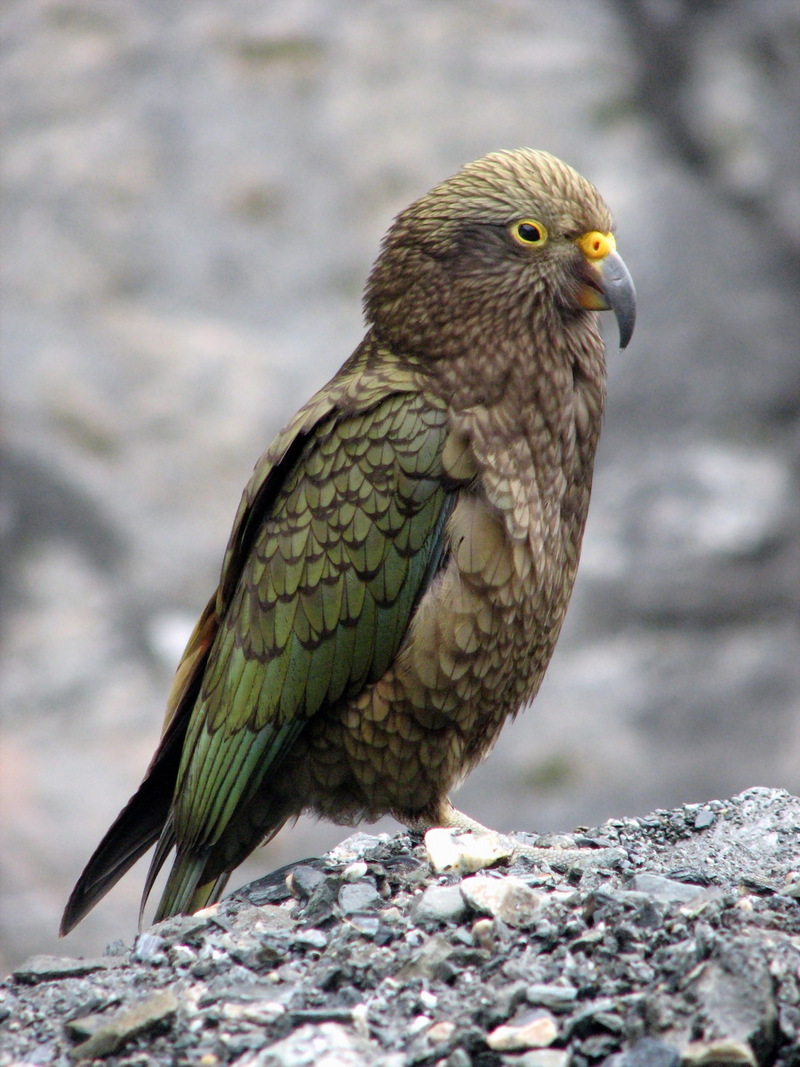 Kea (Nestor notabilis) - Wiki; DISPLAY FULL IMAGE.