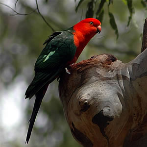 Australian King Parrot (Alisterus scapularis) - Wiki; Image ONLY