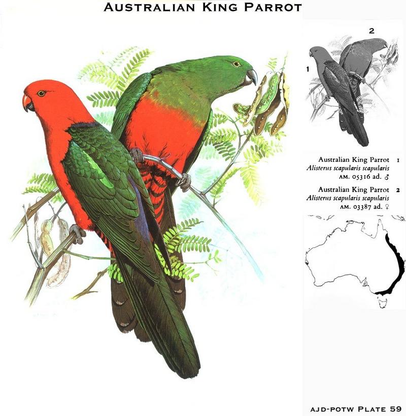Australian King Parrot (Alisterus scapularis scapularis); DISPLAY FULL IMAGE.