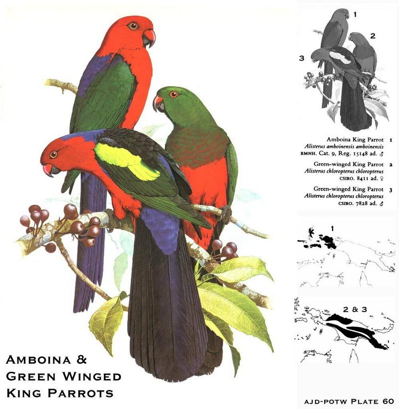 Amboina King Parrot and Green-winged King Parrot; DISPLAY FULL IMAGE.