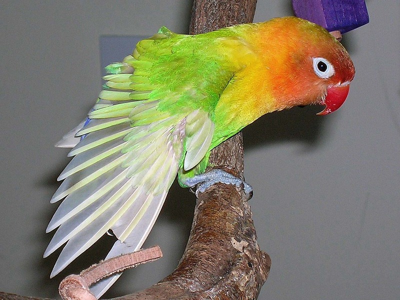 Fischer's Lovebird (Agapornis fischeri) - Wiki; DISPLAY FULL IMAGE.