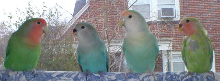 Lovebird (Agapornis sp.) - Wiki; Image ONLY