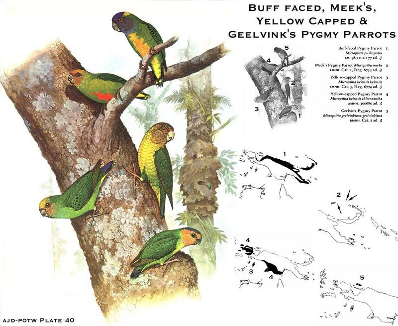 Buff-faced, Yellow-capped & Geelvink Pygmy Parrots (Micropsitta sp.); DISPLAY FULL IMAGE.