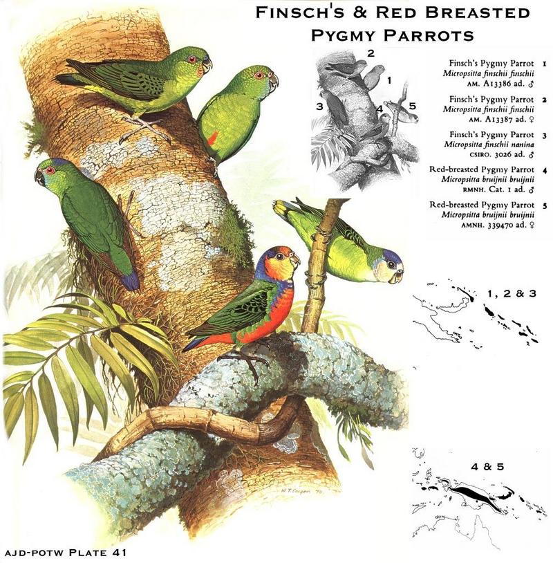 Finsch's & Red-breasted Pygmy Parrots (Micropsitta sp.); DISPLAY FULL IMAGE.