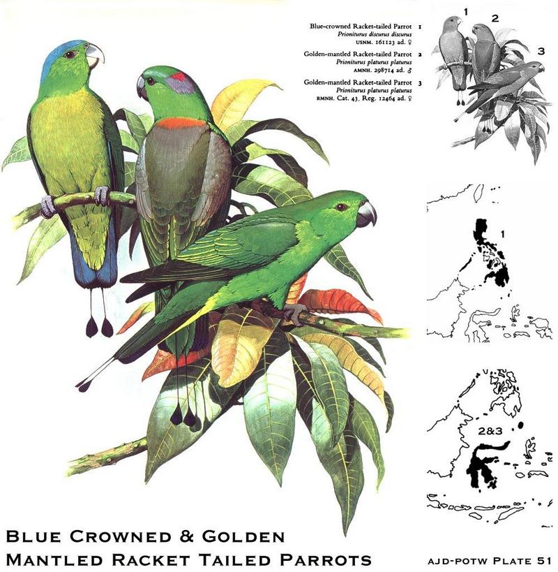 Blue-crowned & Golden-mantled Racket-tailed Parrots (Prioniturus sp.); DISPLAY FULL IMAGE.