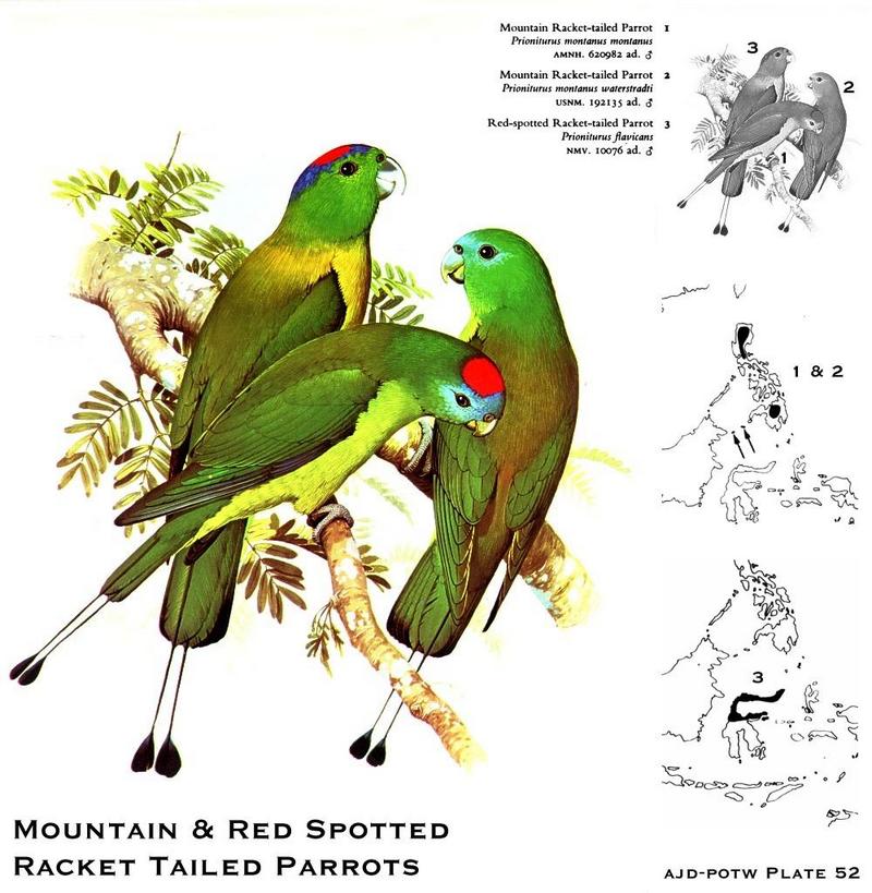 Mountain & Red-spotted Racket-tailed Parrots (Prioniturus sp.); DISPLAY FULL IMAGE.