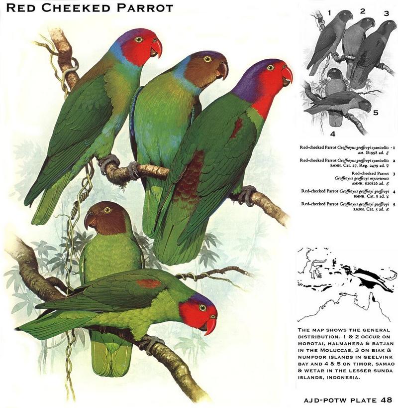 Red-cheeked Parrot (Geoffroyus geoffroyi); DISPLAY FULL IMAGE.