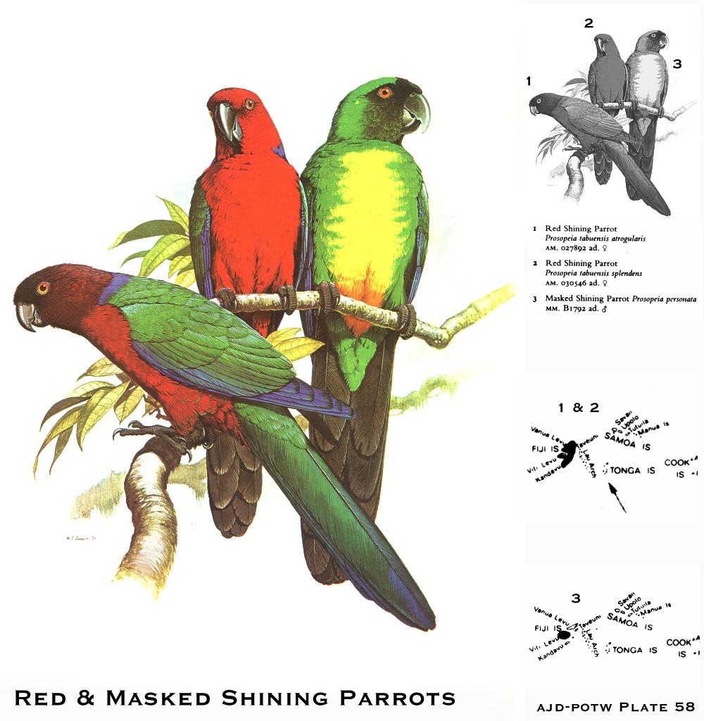 Red Shining-parrot (Prosopeia tabuensis) & Masked Shining Parrots (Prosopeia personata); Image ONLY