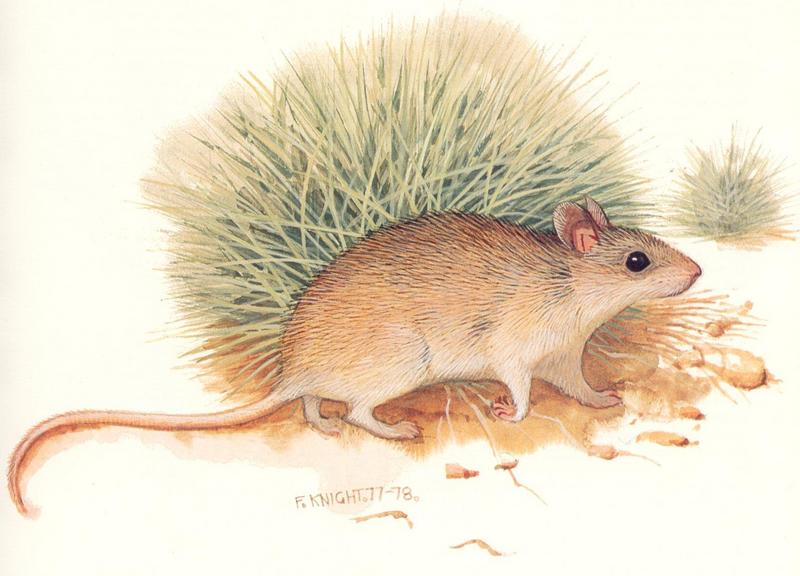 Shark Bay Mouse (Pseudomys praeconis); DISPLAY FULL IMAGE.