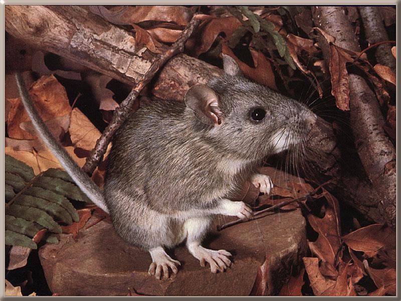 Eastern Wood Rat (Neotoma floridana); DISPLAY FULL IMAGE.