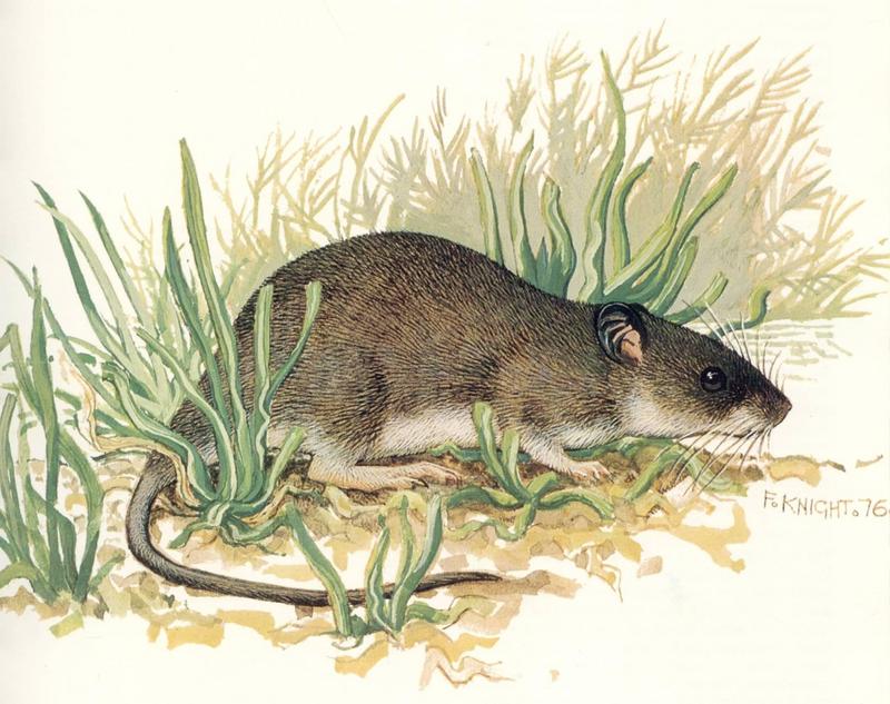 False Water Rat (Xeromys myoides); DISPLAY FULL IMAGE.