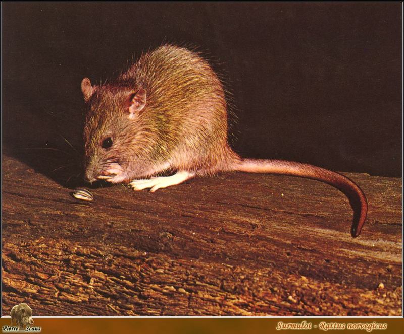 Brown Rat (Rattus norvegicus); DISPLAY FULL IMAGE.