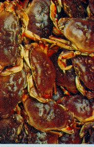 Dungeness Crab (Cancer magister); Image ONLY