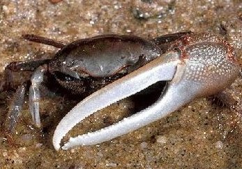 Fiddler Crab (Family: Ocypodidae) - Wiki; Image ONLY