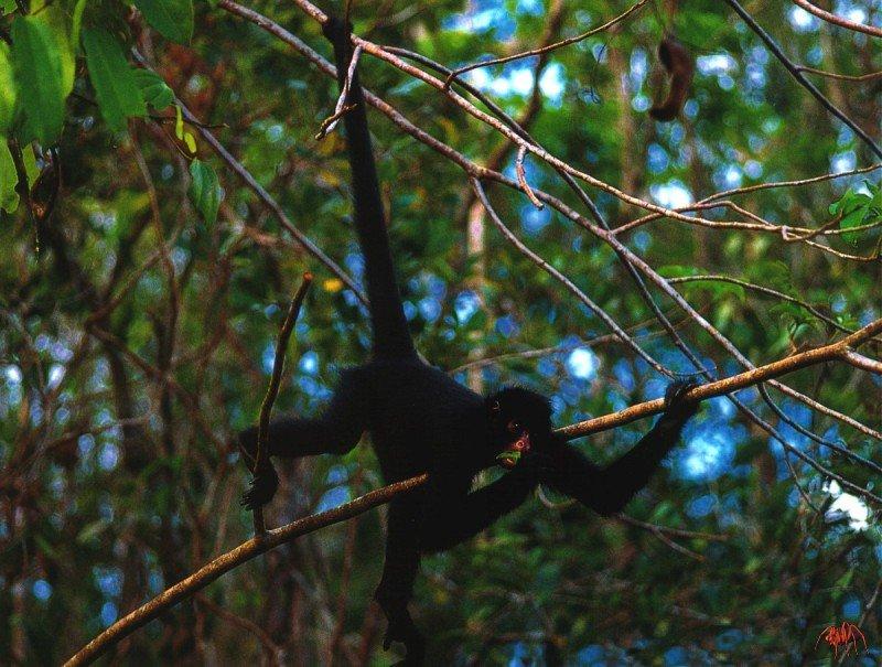 Red-faced Spider Monkey (Ateles paniscus); DISPLAY FULL IMAGE.