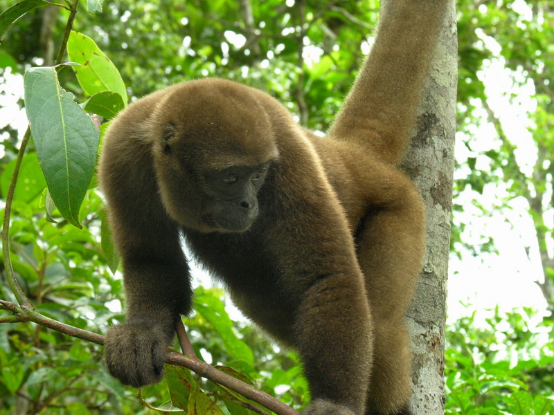 Woolly Monkey (Lagothrix sp.) - Wiki; DISPLAY FULL IMAGE.