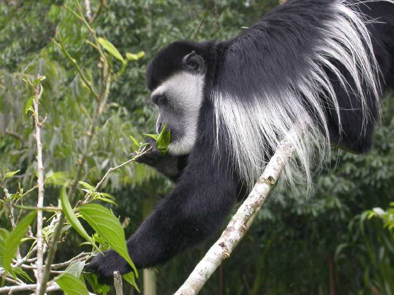Black-and-white Colobus (Colobus sp.) - Wiki; DISPLAY FULL IMAGE.