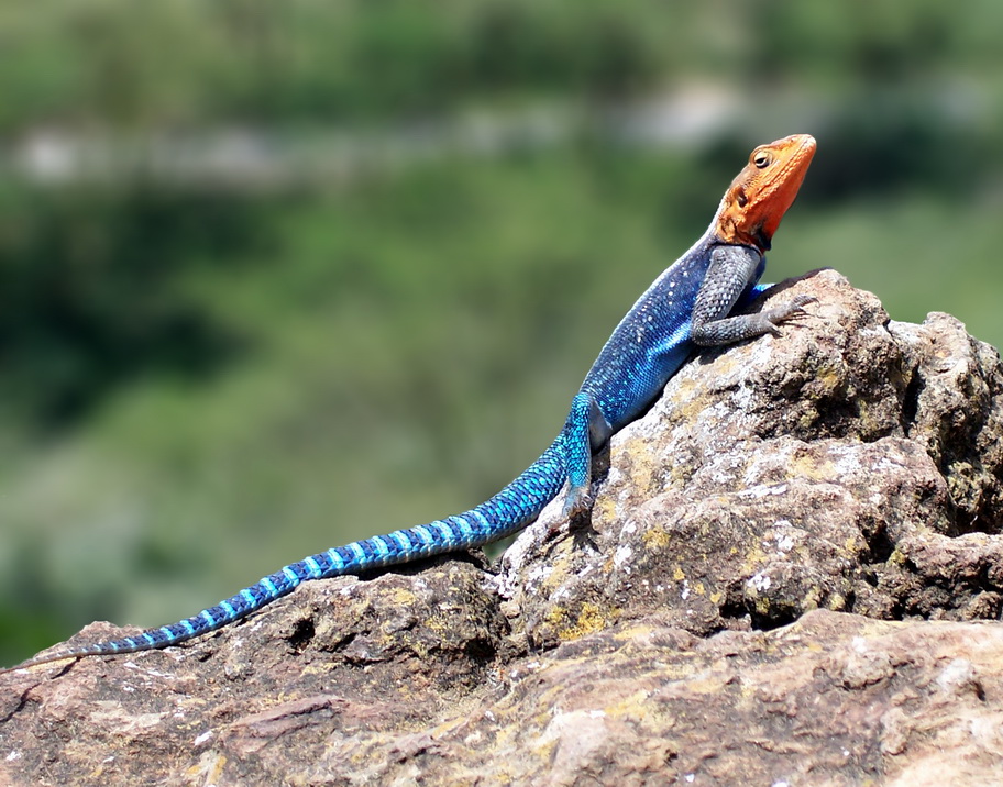 Agama Lizard (Family: Agamidae) - Wiki; Image ONLY