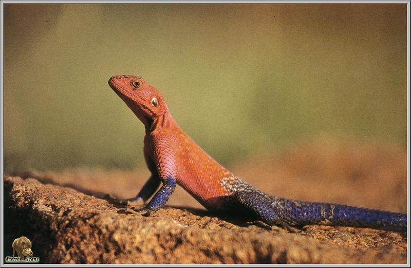 Agama Lizard (Family: Agamidae); DISPLAY FULL IMAGE.