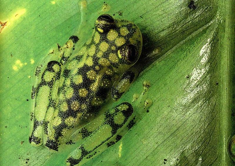 Glass Frog (Family: Centrolenidae); DISPLAY FULL IMAGE.
