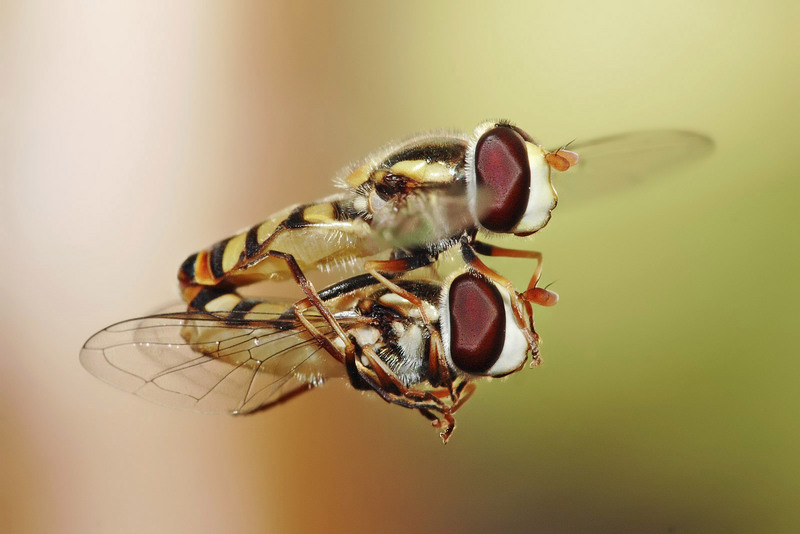Common Hoverfly (Melangyna viridiceps) - Wiki; DISPLAY FULL IMAGE.