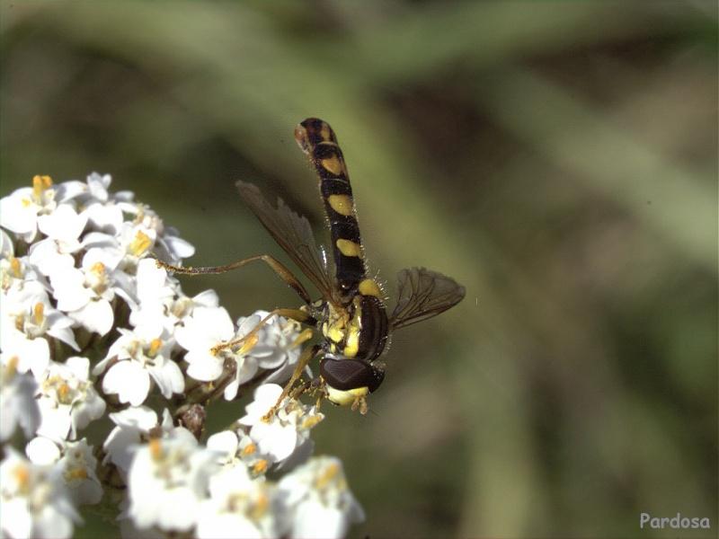 Hoverfly (Family: Syrphidae); DISPLAY FULL IMAGE.