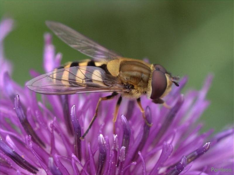 Hoverfly (Family: Syrphidae); DISPLAY FULL IMAGE.