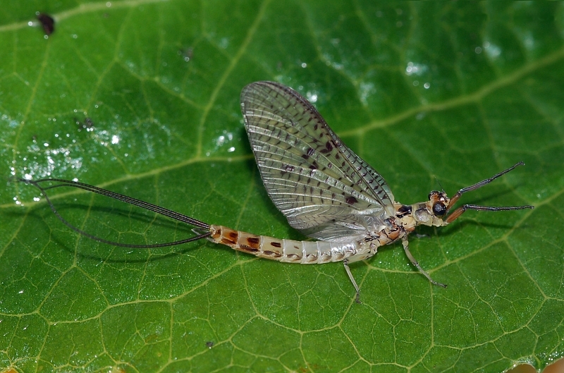 Mayfly (Order: Ephemeroptera) - Wiki; DISPLAY FULL IMAGE.