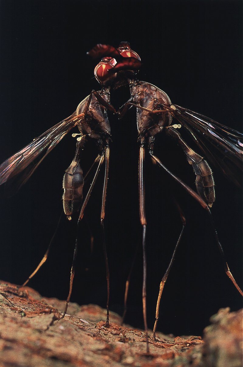 Goat Fly (Phytalmia mouldsi) large version; DISPLAY FULL IMAGE.