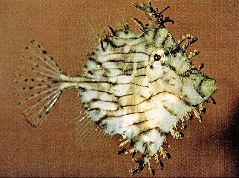 Tassled Filefish (Chaetodermis penicilligerus); DISPLAY FULL IMAGE.