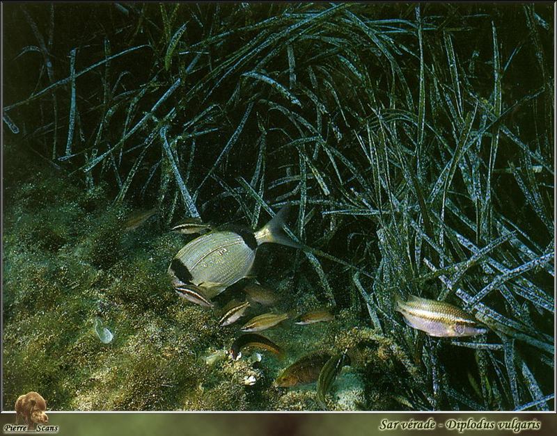 Common Two-banded Seabream (Diplodus vulgaris); DISPLAY FULL IMAGE.