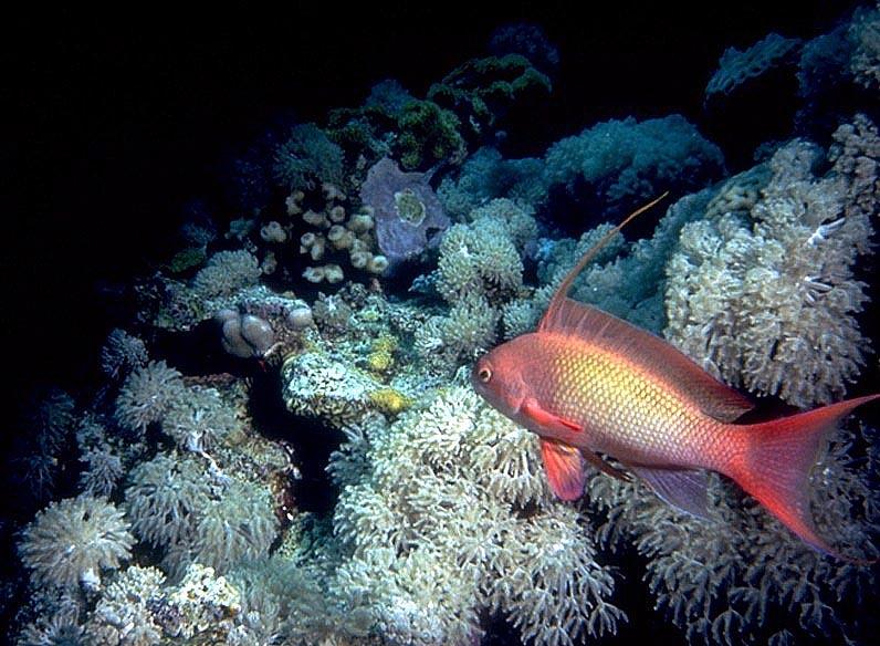 Red Tropical Fish; DISPLAY FULL IMAGE.