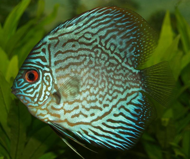 Discus (Symphysodon sp.) - Wiki; DISPLAY FULL IMAGE.