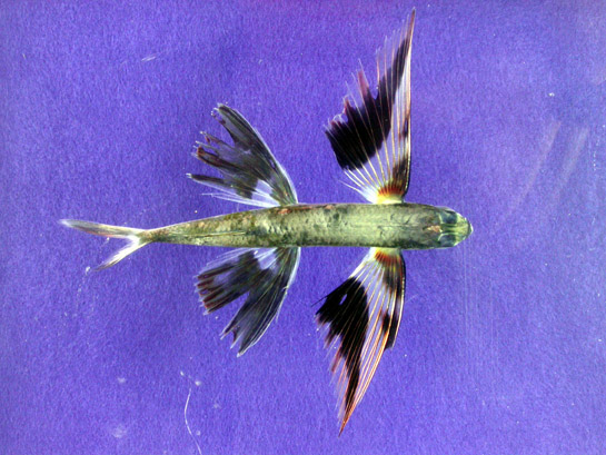 Flying Fish (Family: Exocoetidae) - Wiki; Image ONLY