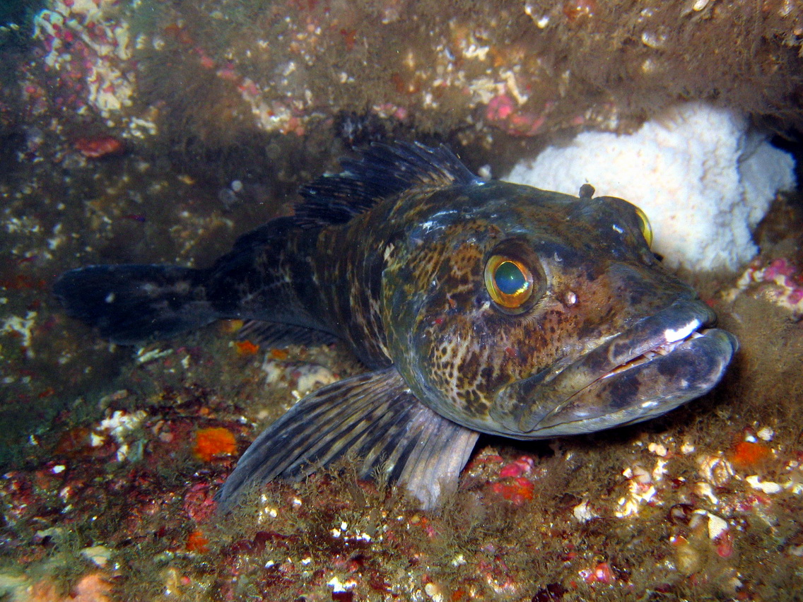 Greenling (Family: Hexagrammidae) - Wiki; Image ONLY