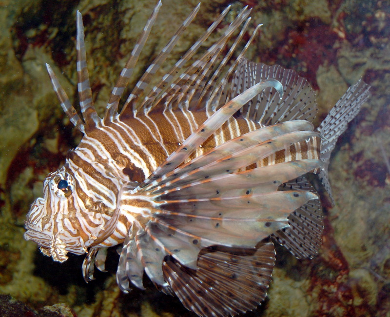 Red Lionfish (Pterois volitans) - Wiki; DISPLAY FULL IMAGE.