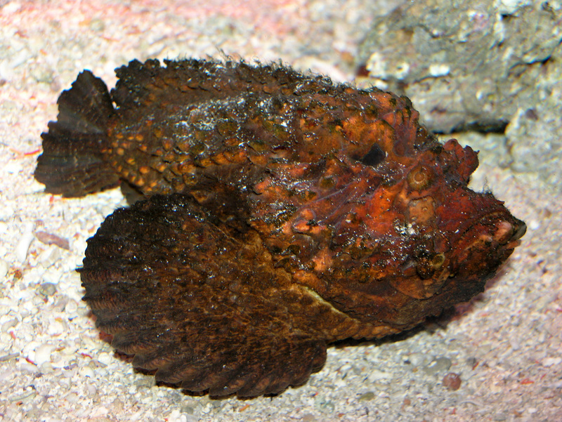 Stonefish (Synanceia verrucosa) - Wiki; DISPLAY FULL IMAGE.