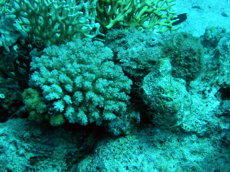 Stonefish (Synanceia verrucosa) - camouflage; DISPLAY FULL IMAGE.