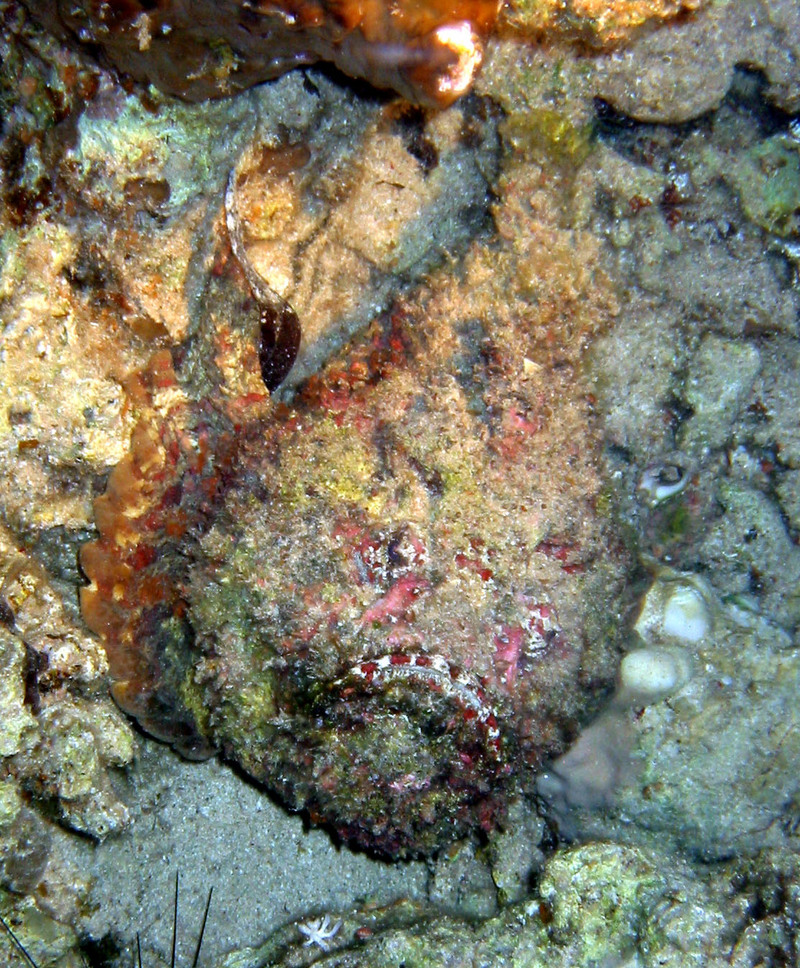 Stonefish (Synanceia verrucosa) - natural colours; DISPLAY FULL IMAGE.