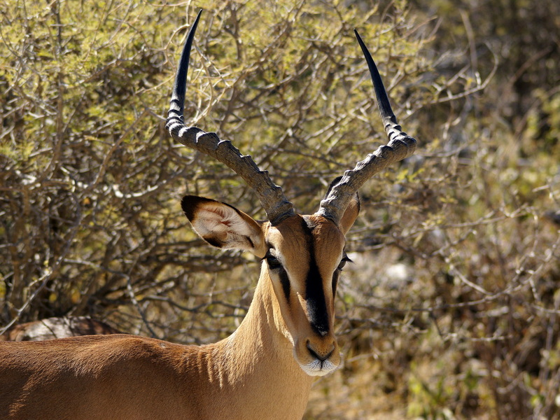 Impala (Aepyceros melampus) - Wiki; DISPLAY FULL IMAGE.