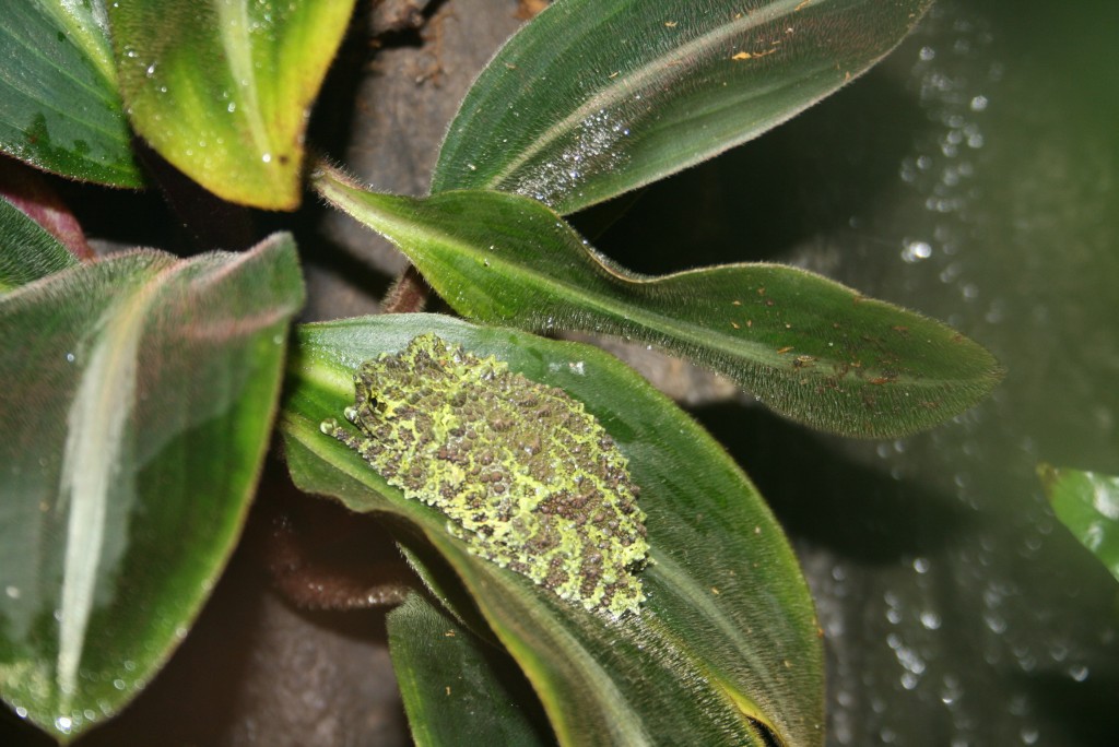 Mossy Frog (Theloderma corticale) - Wiki; Image ONLY