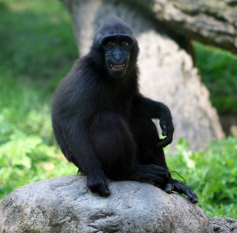 Celebes Crested Macaque (Macaca nigra) - Wiki; DISPLAY FULL IMAGE.