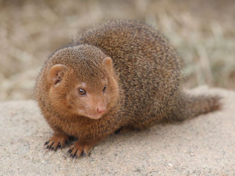 Mongoose Family Herpestidae Wiki DISPLAY FULL IMAGE Mongoose Family Herpestidae Wiki DISPLAY FULL IMAGE