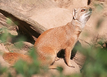 Yellow Mongoose (Cynictis penicillata) - Wiki; Image ONLY